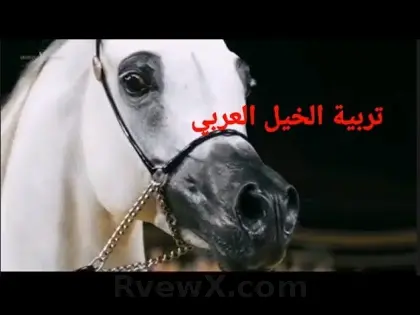 صورة خيل السعودية Horse_Ksa