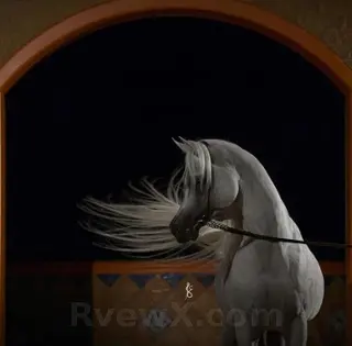 صورة خيل عربي اصيل Arabian horses 