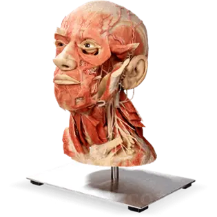 صورة العينة البلاستيكية plastinationspecimen