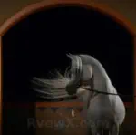 خيل عربي اصيل Arabian horses  Profile Picture