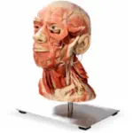 العينة البلاستيكية plastinationspecimen Profile Picture