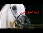 خيل السعودية Horse_Ksa Profile Picture